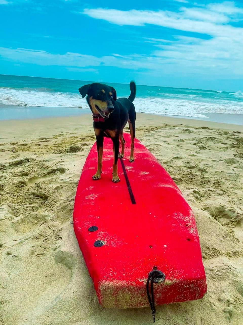 アハンガマ Gaia Ocean Surf Yogaホステル エクステリア 写真